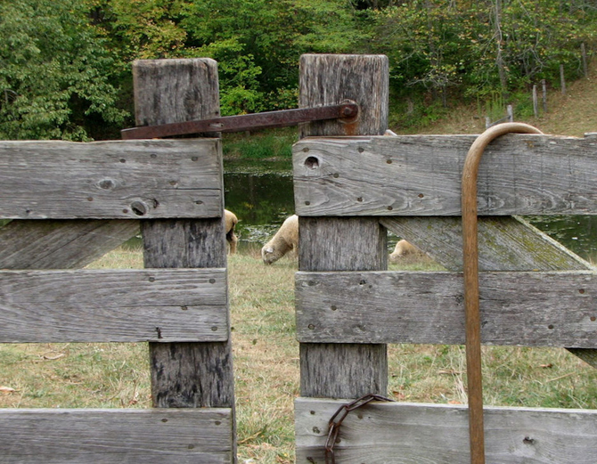 sheep in pasture behind fence and shepherd hook